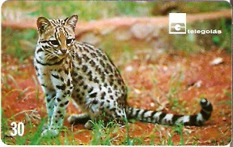 GO-184 - Gato do Mato