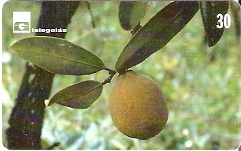 GO-203 - Cerrado de Goiás - 11/12