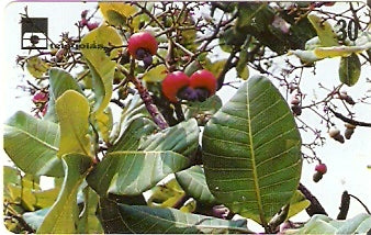 GO-207 - Caju do Cerrado 2