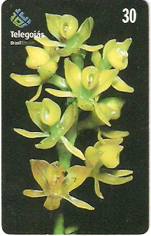 GO-240 - Orquídea do Serrado - 1