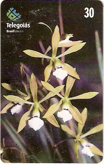 GO-243 - Orquídea do Serrado - 4