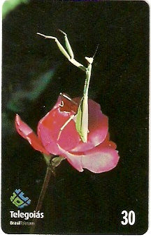 GO-261 - Louva-a-Deus