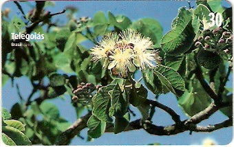 GO-272 - Flor do Pequizeiro