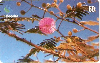 GO-273 - Mimosa sp.