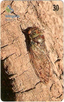 GO-351 - Cigarra