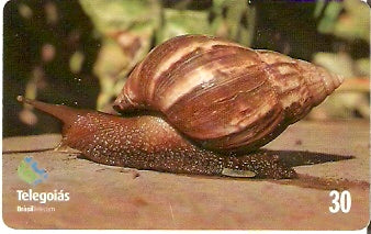 GO-350 - Caracol
