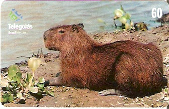GO-355 - Capivara