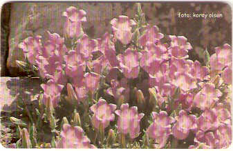 TUR-C-027a - Flores - 08