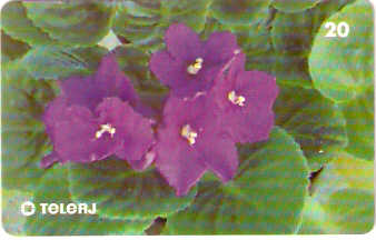 RJ-0673M - Violeta Africana FL 1