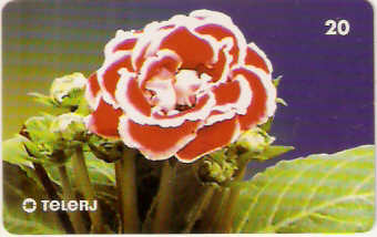 RJ-0675M - Gloxínia Híbrido FL 3