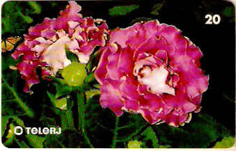 RJ-0674M - Gloxínia Híbrido FL 2